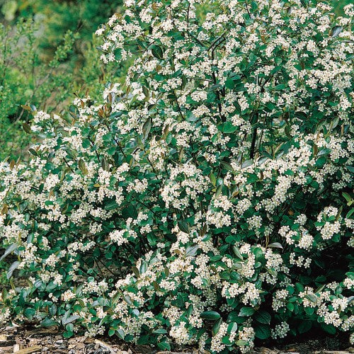 Svartaronia 'Hugin' 3-pack i kruka