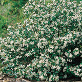 Svartaronia 'Hugin' 1-pack i kruka