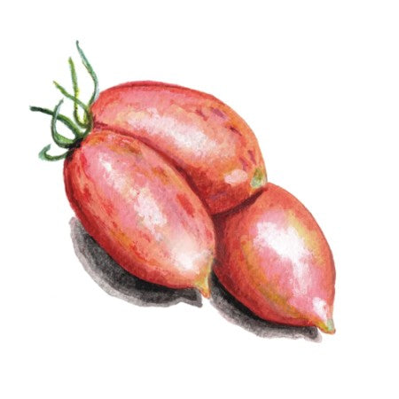 Körsbärstomat 'Artisan Pink Tiger'
