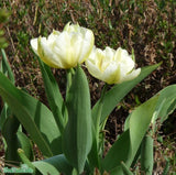 Enkel Tidig Tulpan 'White Valley' 8st