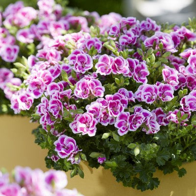 Änglapelargon 'Angel Fay' 3st sticklingar