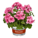Hängpelargon 'BIG5 Light Pink' 3st sticklingar