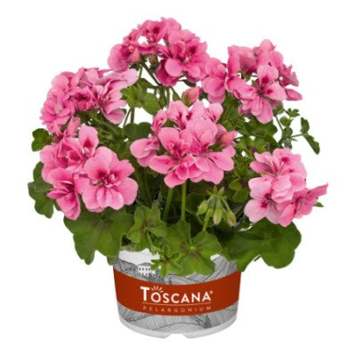 Hängpelargon 'BIG5 Light Pink' 3st sticklingar