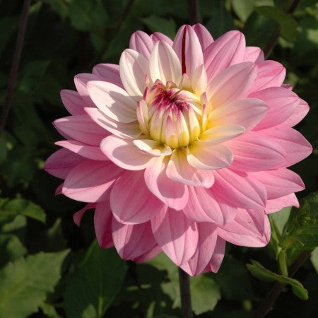 Näckros Dahlia 'Luka Johanna' 1st
