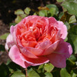 Austinros 'Boscobel' 1-pack barrotad