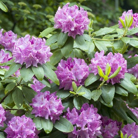 Rhododendron 'Roseum Elegans' co 30-40cm 3-pack