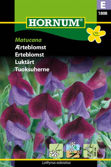 Luktärt 'Matucana' frö