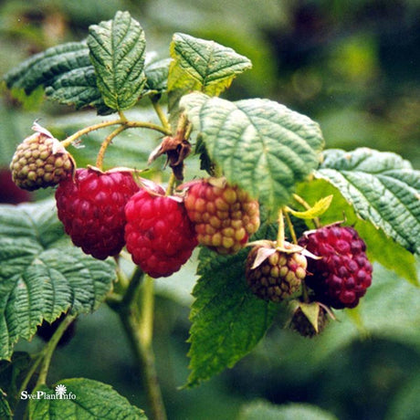 Hösthallon 'Autumn Bliss' 5-pack i kruka