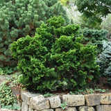 Japansk ädelcypress 'Nana Gracilis' 20-25 co 3-pack