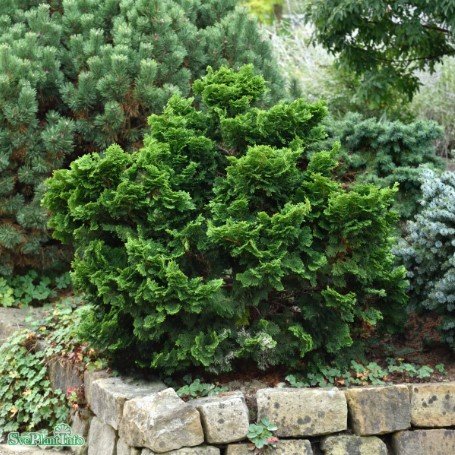 Japansk ädelcypress 'Nana Gracilis' 20-25 co 3-pack