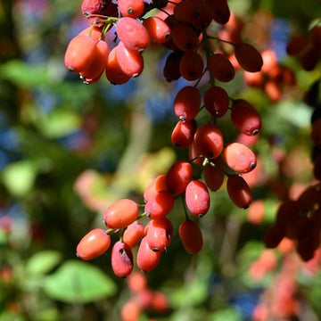 Gojibär 9cm kruka
