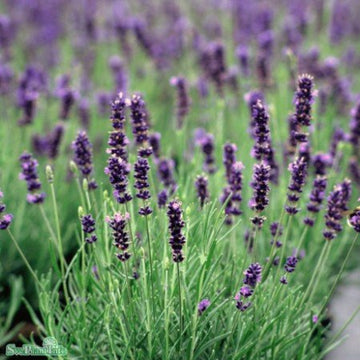 Lavendel 'Hidcote' 6-pack
