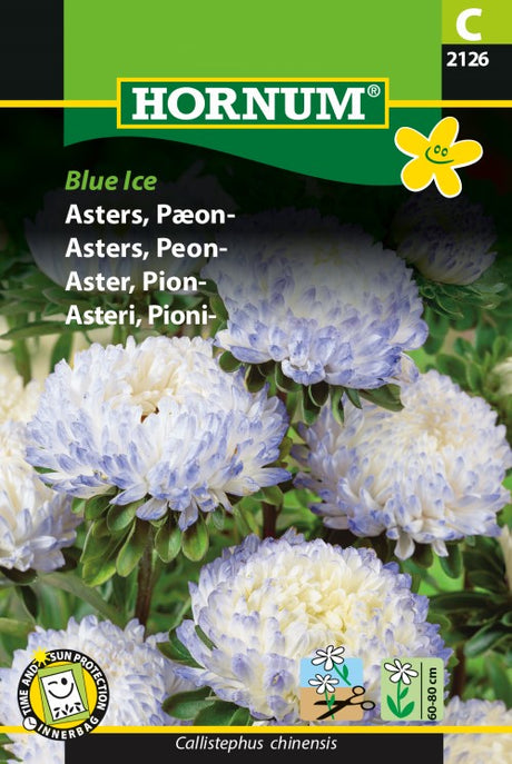 Sommaraster 'Blue Ice'