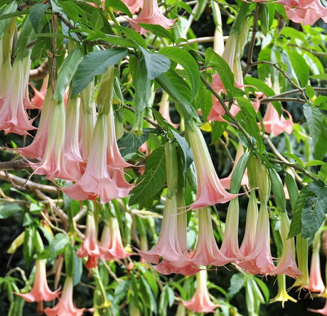 Änglatrumpet, Rosa 9cm kruka