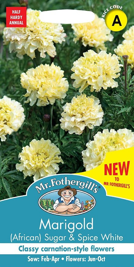 Stor tagetes 'Sugar & Spice White'