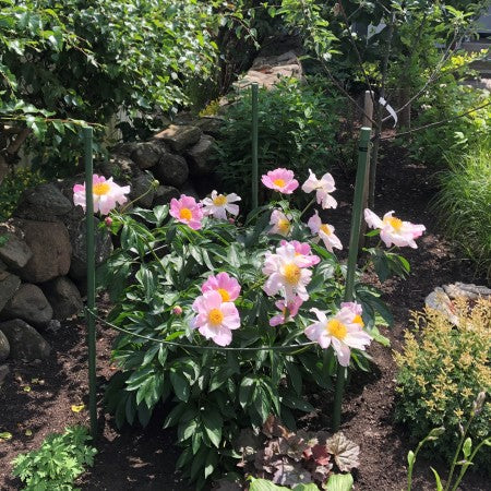 Buskstöd Delta Grön