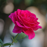Tehybridros 'Big Purple' 10-pack barrot