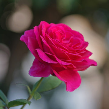 Tehybridros 'Big Purple' 10-pack barrot