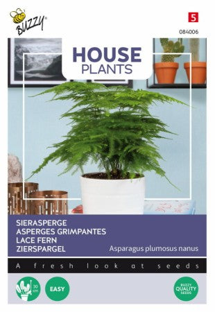 Inomhusväxt Fjädersparris 'Lace Fern'