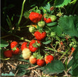 Jordgubbe 'Honeoye' E Jumboplugg