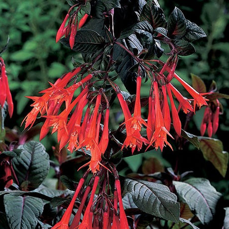 Fuchsia 'Gartenmeister Bonstedt' 10,5cm kruka