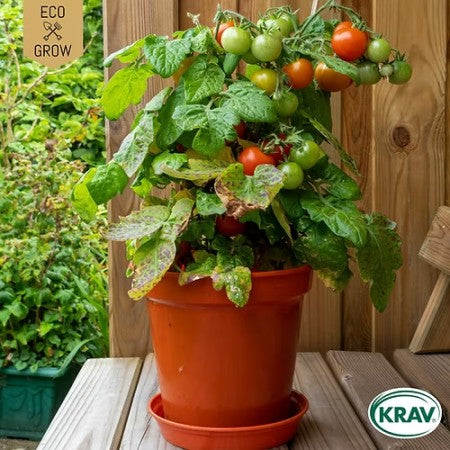 Busktomat 'Bogus Fruchta' KRAV-märkt