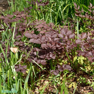 Astilbe 'Chocolate Shogun' 9cm kruka