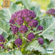Vinterbroccoli 'Purple Sprouting' KRAV-märkt