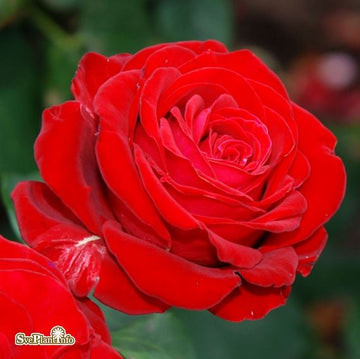 Tehybridros 'Courage' 10-pack barrot