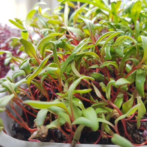 Sproutly: EKO Rödbetsfrön 60g