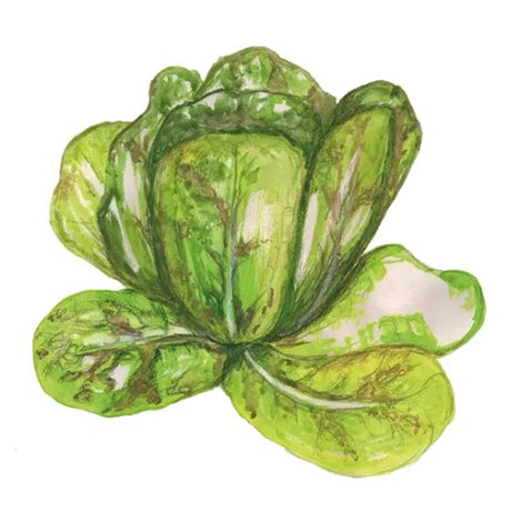 Cossallat 'Forellenschluss' Svenskodlat frö