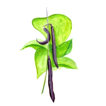 Brytböna 'Purple Teepee'