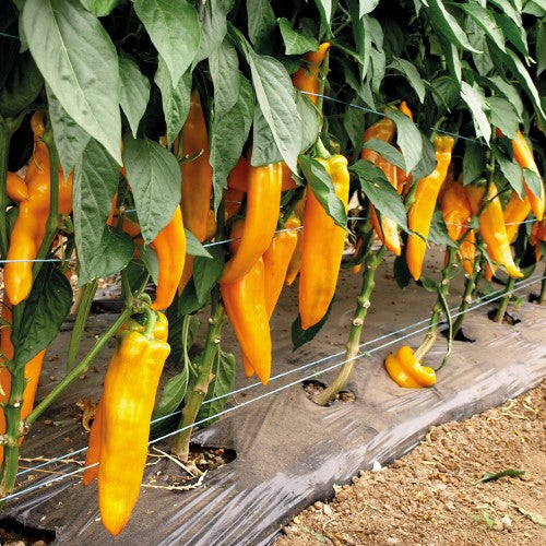 Paprika 'Silyen' F1 Frö