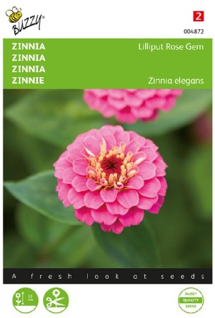 Zinnia 'Lilliput Rose Gem'