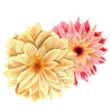 Sommardahlia Svenskodlat frö