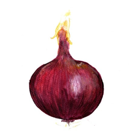 Röd Lök 'Robelja'