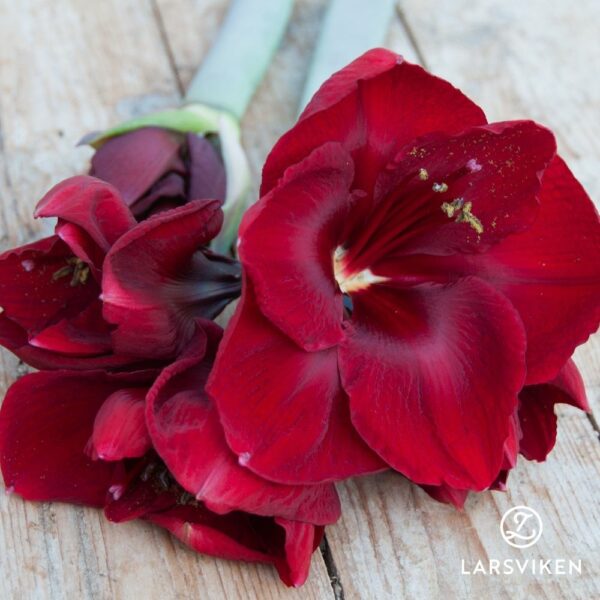 Amaryllis 'Royal Velvet' 1st