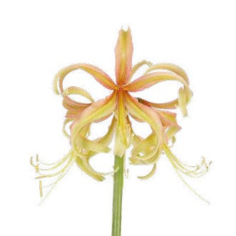 Afrikansk Amaryllis 'Juniper'