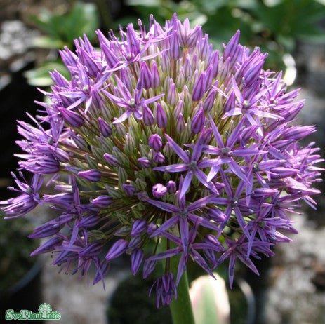 Allium, Jättelök 'Gladiator' 1st