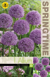 Allium, Jättelök 'Gladiator' 1st