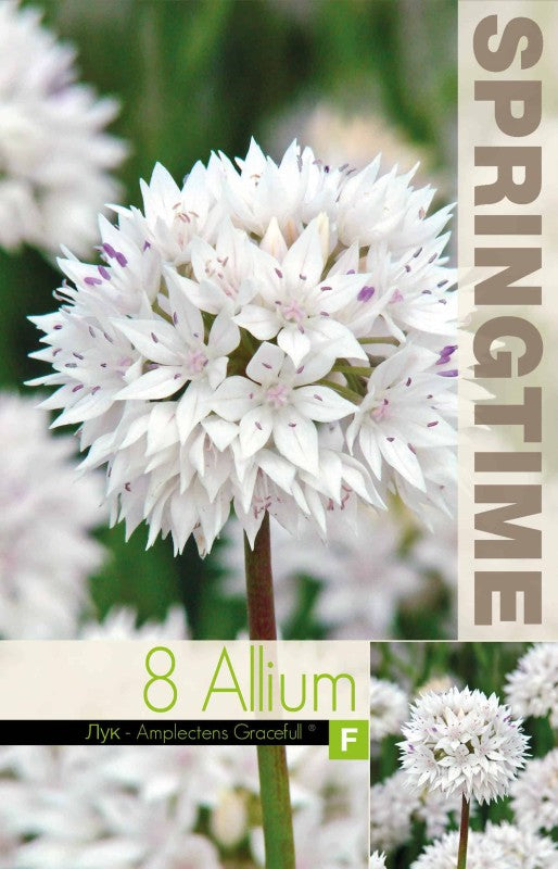 Allium,  Papperslök 'Graceful Beauty' 8st