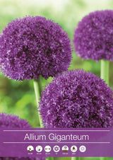 Allium, Prydnadslök 'Giganteum' 1st