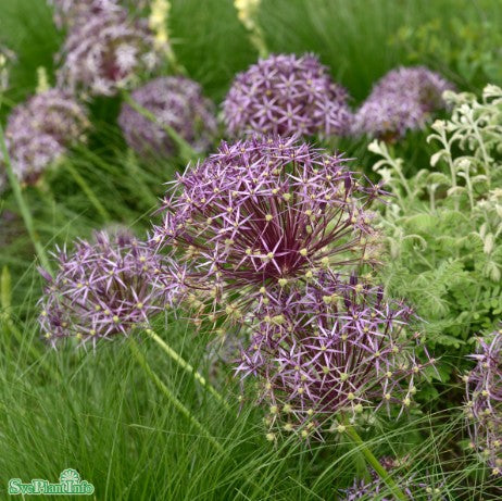 Allium, Stäpplök 'Albopilosum' 5st