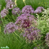 Allium, Stäpplök 'Albopilosum' 5st