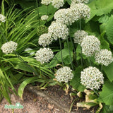 Allium, Svartlök 'Nigrum' 3st