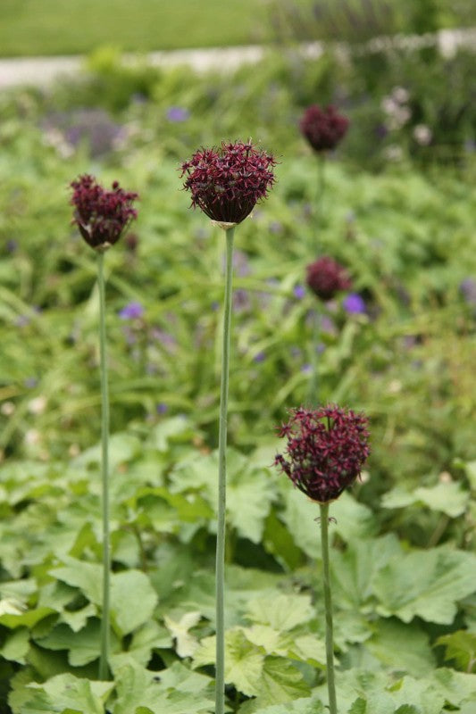 Allium, Vinlök 'Atropurpureum' 5st