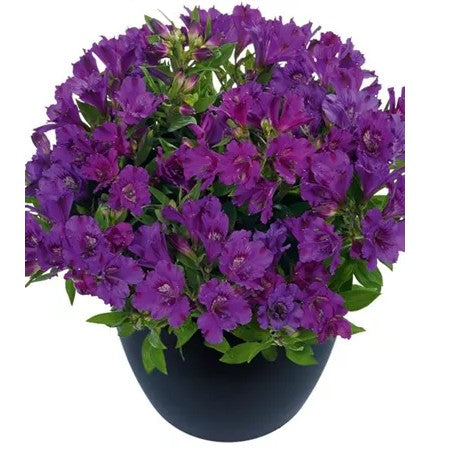Alströmeria 'Indigo' 12cm kruka