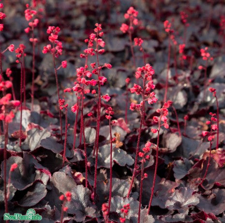 Alunrot Black forest Cake