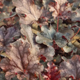 Alunrot 'Berry Marmalade' 12cm kruka