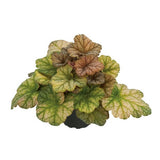 Alunrot 'Changeling' 12cm kruka